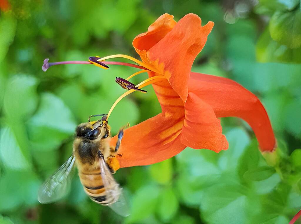 European Honey Bee (Apis mellifera) on a Cape honeysuckle (Tecoma capensis)