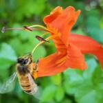 European Honey Bee (Apis mellifera) on a Cape honeysuckle (Tecoma capensis)