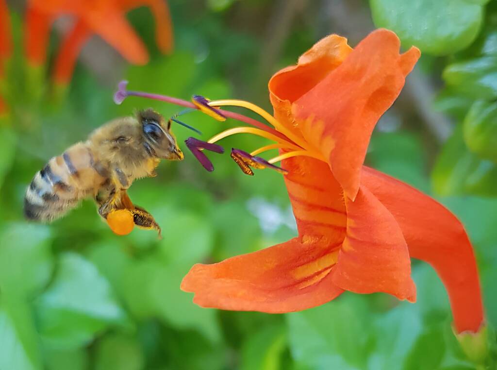 European Honey Bee (Apis mellifera) on a Cape honeysuckle (Tecoma capensis)