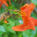 European Honey Bee (Apis mellifera) on a Cape honeysuckle (Tecoma capensis)