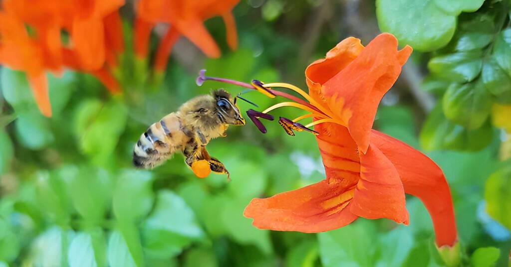 European Honey Bee (Apis mellifera) on a Cape honeysuckle (Tecoma capensis)