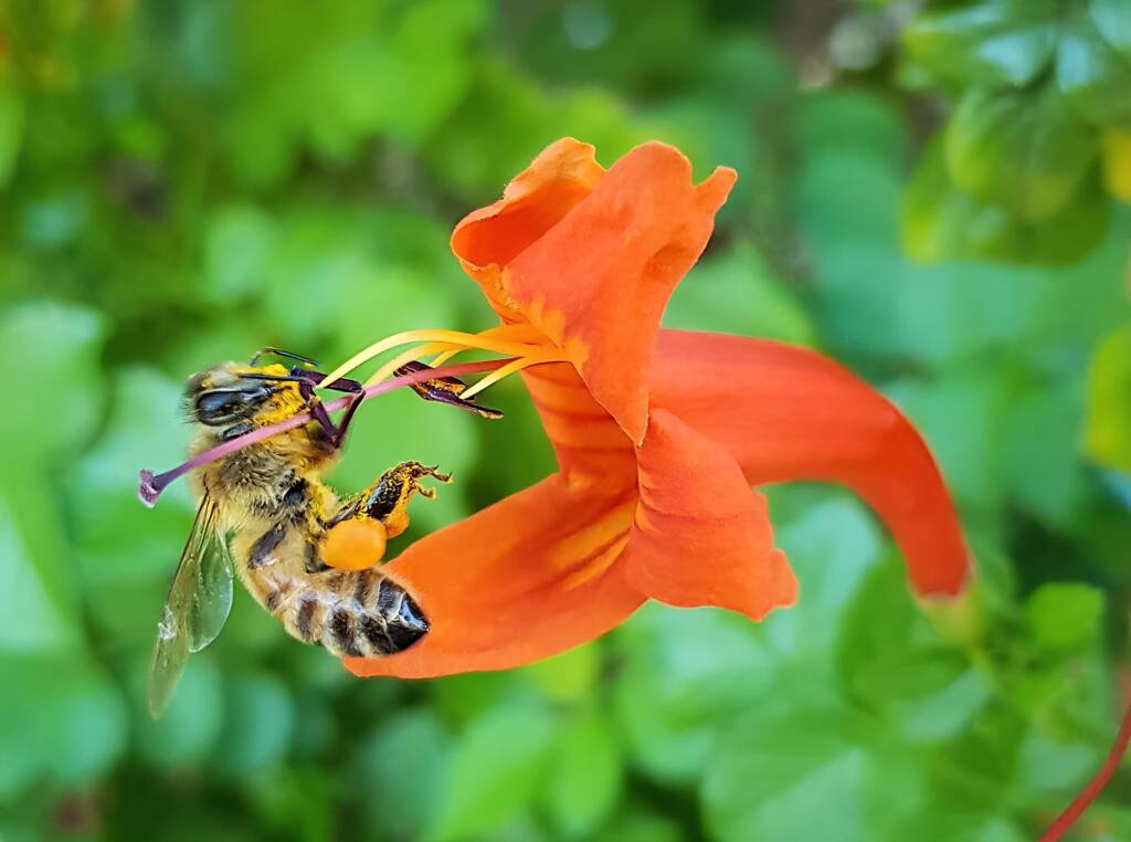 European Honey Bee (Apis mellifera) on a Cape honeysuckle (Tecoma capensis)