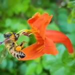 European Honey Bee (Apis mellifera) on a Cape honeysuckle (Tecoma capensis)