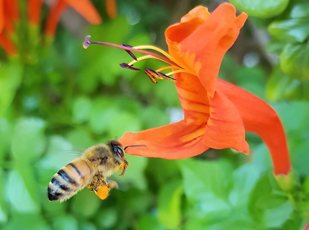 European Honey Bee (Apis mellifera) on a Cape honeysuckle (Tecoma capensis)