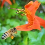 European Honey Bee (Apis mellifera) on a Cape honeysuckle (Tecoma capensis)