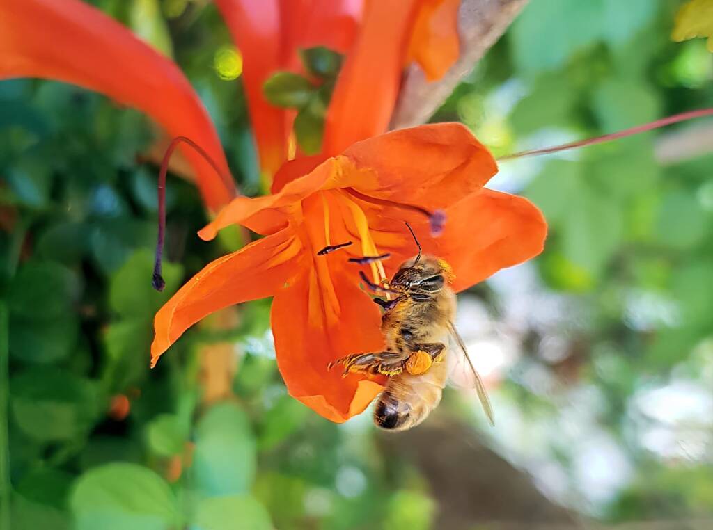European Honey Bee (Apis mellifera) on a Cape honeysuckle (Tecoma capensis)