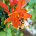 European Honey Bee (Apis mellifera) on a Cape honeysuckle (Tecoma capensis)