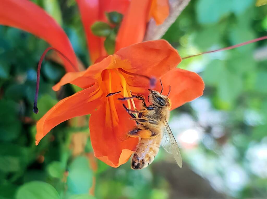 European Honey Bee (Apis mellifera) on a Cape honeysuckle (Tecoma capensis)