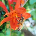 European Honey Bee (Apis mellifera) on a Cape honeysuckle (Tecoma capensis)