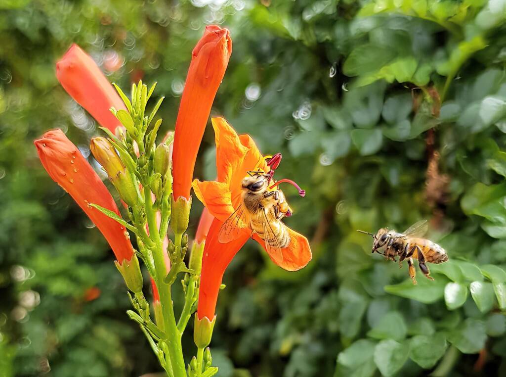 European Honey Bee (Apis mellifera) on a Cape honeysuckle (Tecoma capensis)