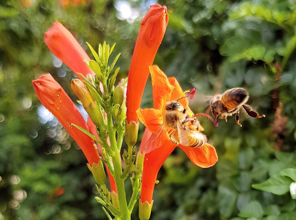 European Honey Bee (Apis mellifera) on a Cape honeysuckle (Tecoma capensis)