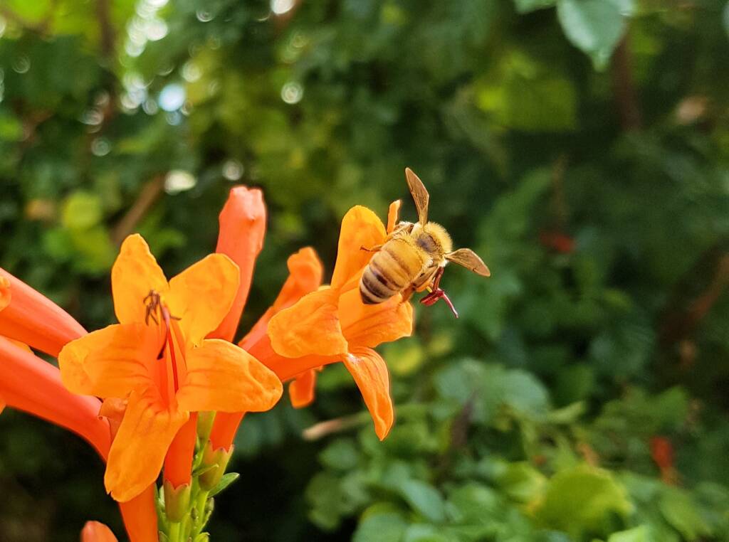 European Honey Bee (Apis mellifera) on a Cape honeysuckle (Tecoma capensis)