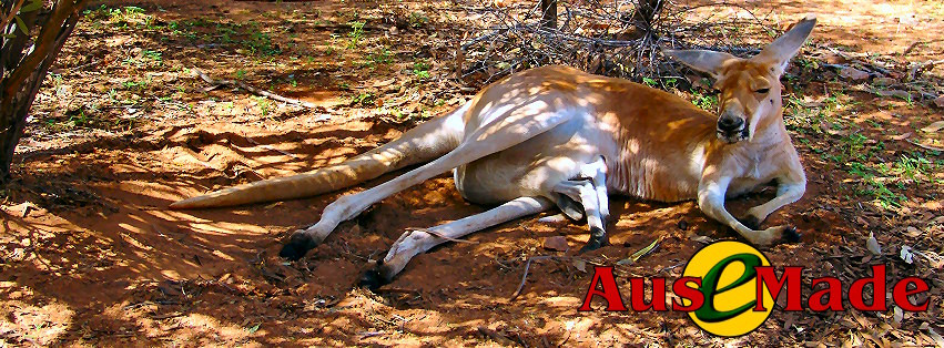 Ausemade Facebook (Timeline) - One of Australia's iconic wildlife