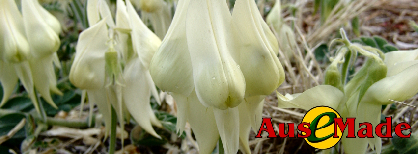 Ausemade Facebook - Sturt's Desert Pea - (Floral Emblem of South Australia), this is the white form of the more commonly seen red form with black boss