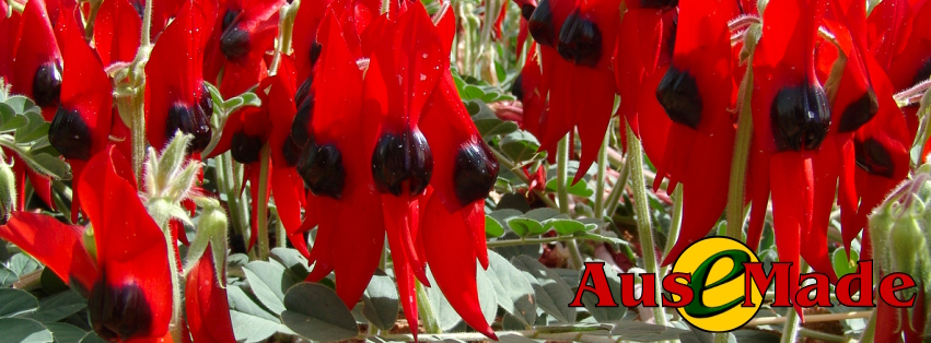 Ausemade Facebook - Sturt's Desert Pea - (Floral Emblem of South Australia)