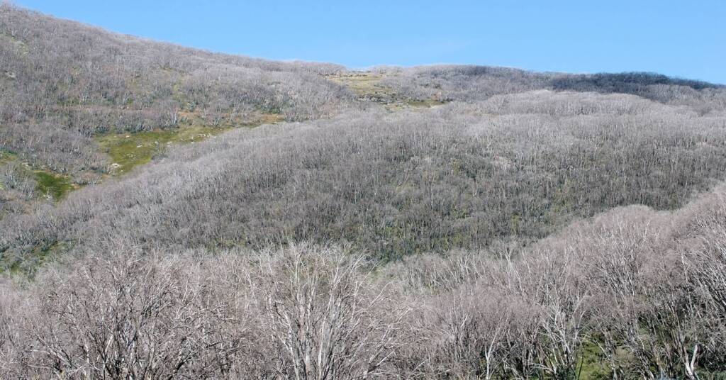 View of the dead gum trees in 2006 at Falls Creek, after the fires of 2003