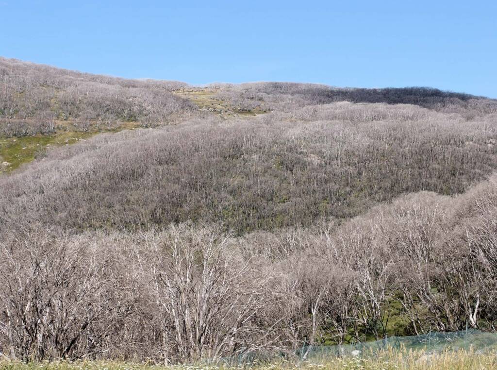 View of the dead gum trees in 2006 at Falls Creek, after the fires of 2003