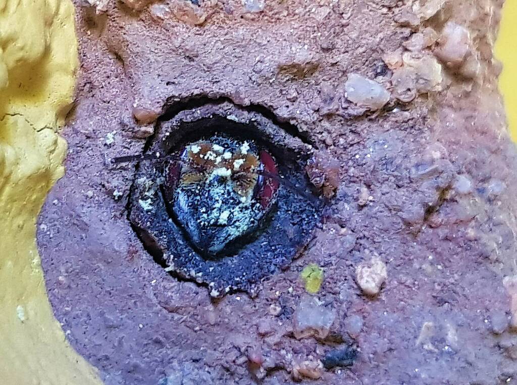 New Golden-browed Resin Bee (Megachile aurifrons) emerging from the nest, Alice Springs, NT