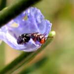 Hylaeus mysterium puella, Geraldton WA © Gary Taylor