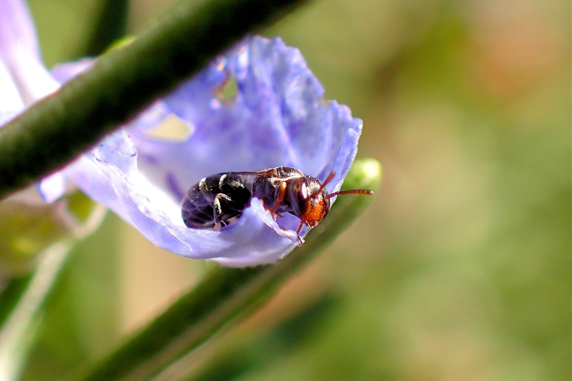 Hylaeus mysterium puella, Geraldton WA © Gary Taylor