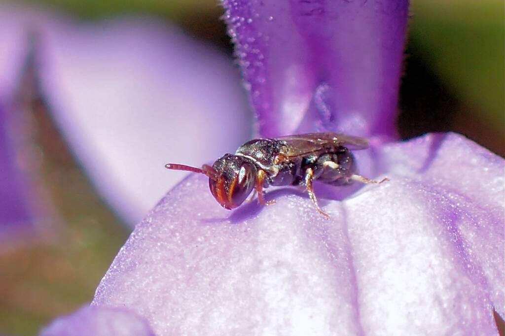 Hylaeus mysterium puella, Geraldton WA © Gary Taylor