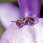 Hylaeus mysterium puella, Geraldton WA © Gary Taylor