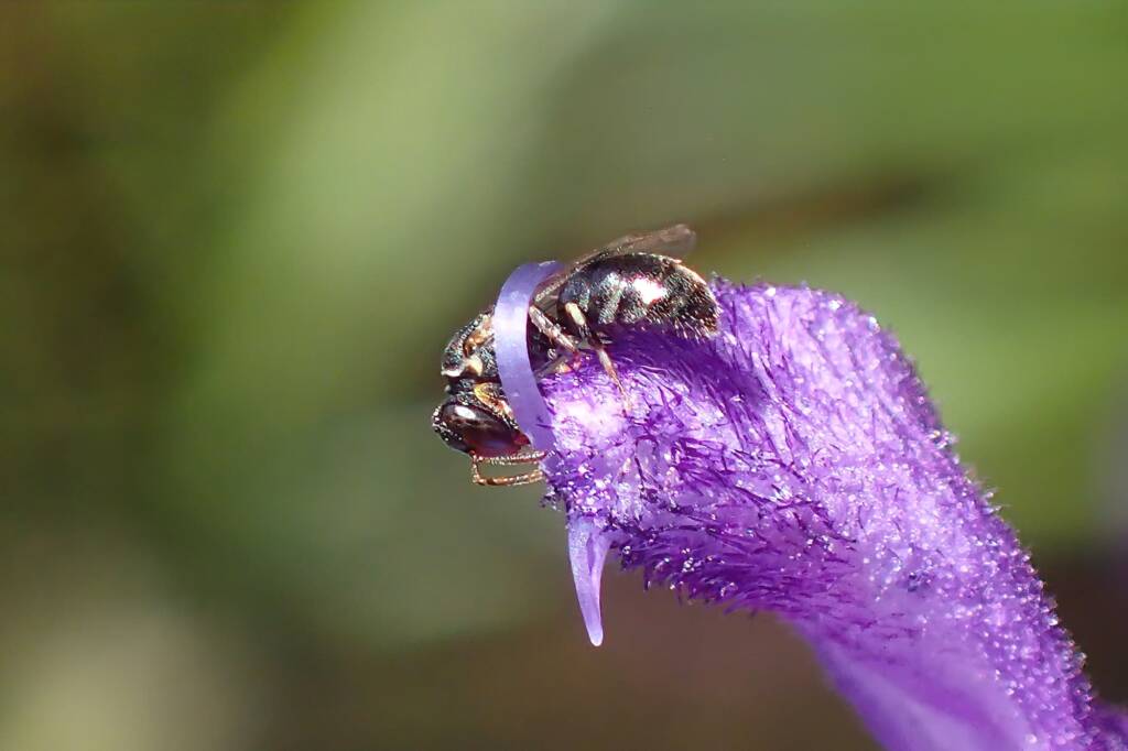 Hylaeus mysterium puella, Geraldton WA © Gary Taylor