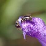 Hylaeus mysterium puella, Geraldton WA © Gary Taylor