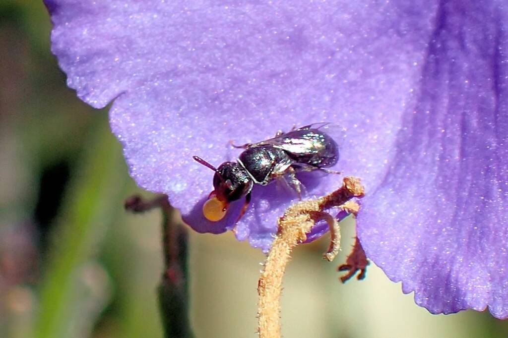 Hylaeus mysterium puella, Geraldton WA © Gary Taylor