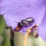 Hylaeus mysterium puella, Geraldton WA © Gary Taylor