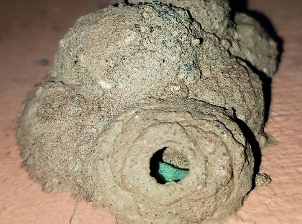 Stocking the larder of the Mud Wasp (Eumenes latreilli), Alice Springs, NT