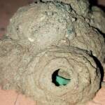 Stocking the larder of the Mud Wasp (Eumenes latreilli), Alice Springs, NT