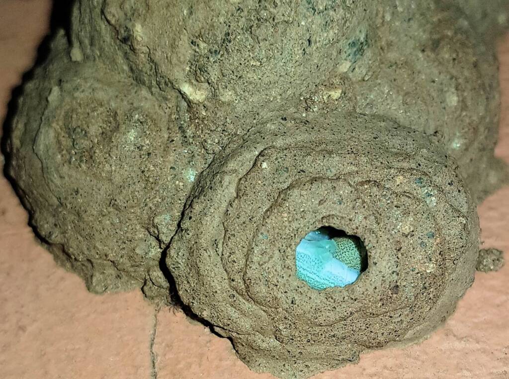 Stocking the larder of the Mud Wasp (Eumenes latreilli), Alice Springs, NT