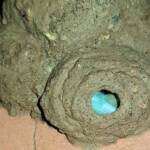 Stocking the larder of the Mud Wasp (Eumenes latreilli), Alice Springs, NT