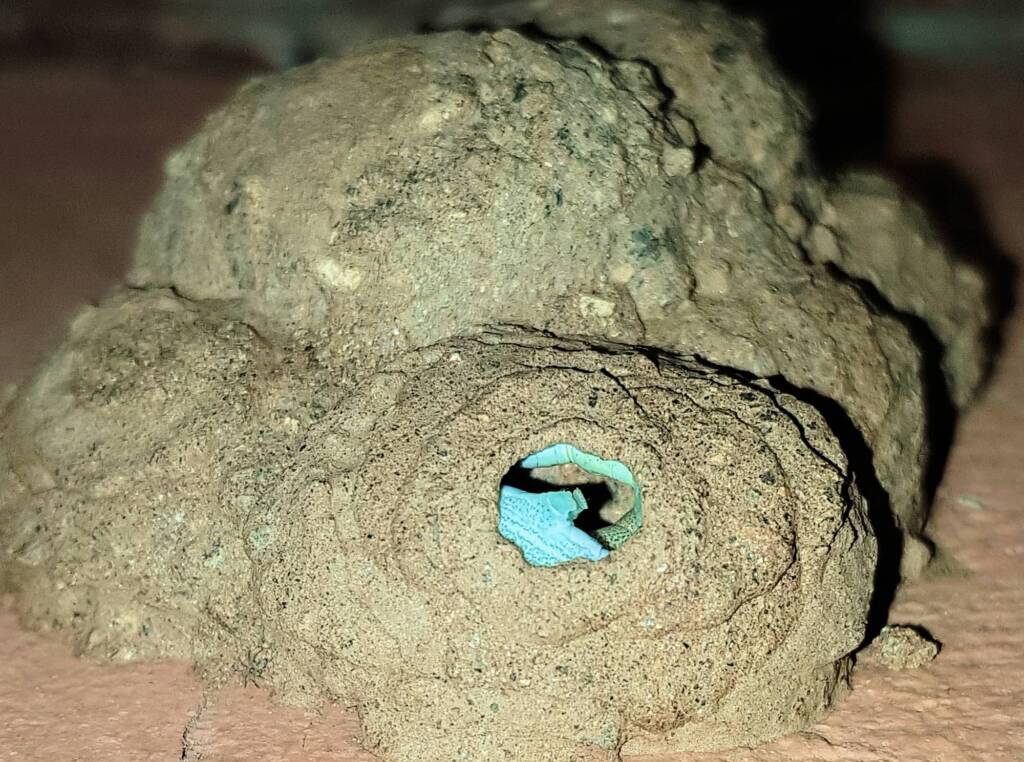 Stocking the larder of the Mud Wasp (Eumenes latreilli), Alice Springs, NT