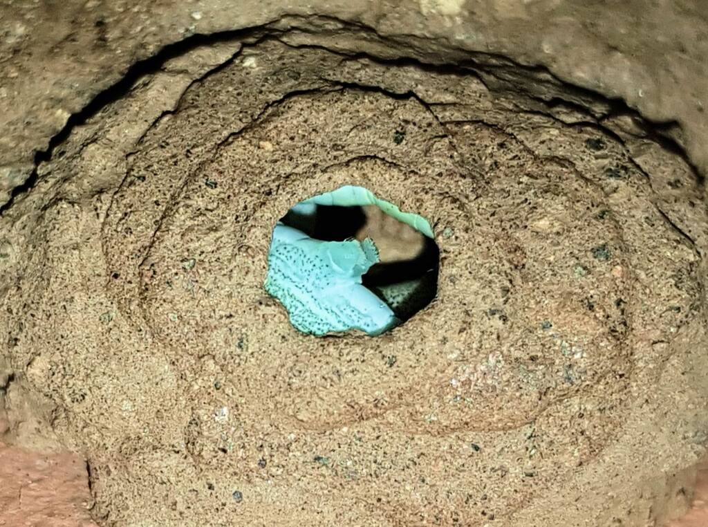 Stocking the larder of the Mud Wasp (Eumenes latreilli), Alice Springs, NT