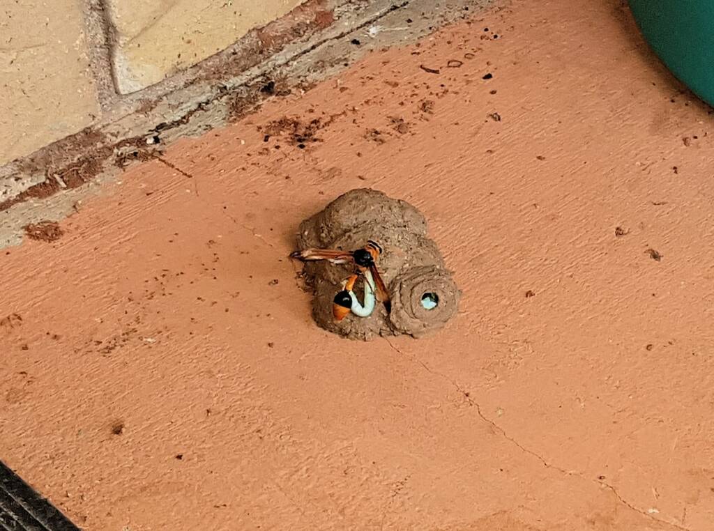 Stocking the larder of the Mud Wasp (Eumenes latreilli), Alice Springs, NT