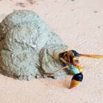 Stocking the larder of the Mud Wasp (Eumenes latreilli), Alice Springs, NT