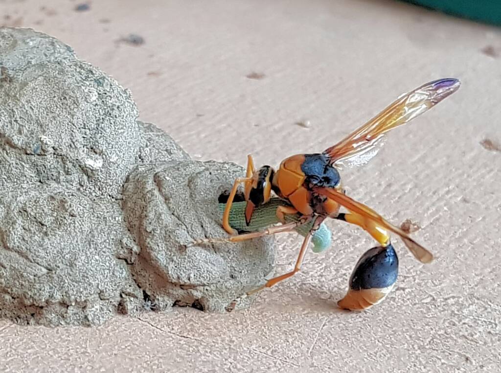 Stocking the larder of the Mud Wasp (Eumenes latreilli), Alice Springs, NT