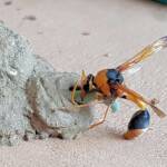Stocking the larder of the Mud Wasp (Eumenes latreilli), Alice Springs, NT
