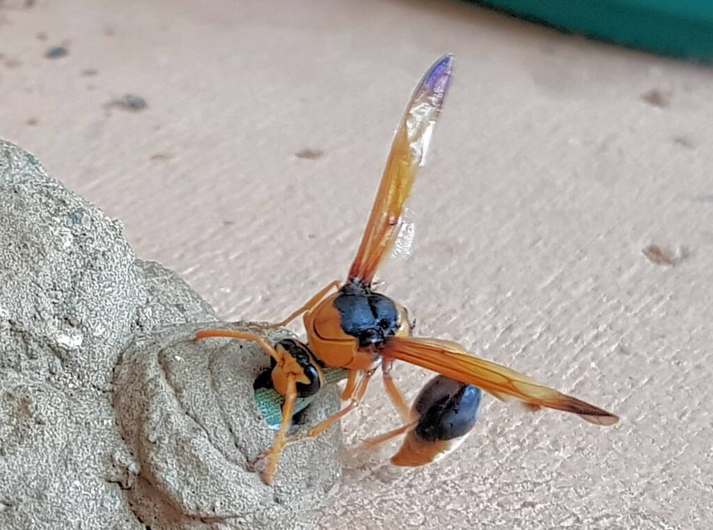 Stocking the larder of the Mud Wasp (Eumenes latreilli), Alice Springs, NT