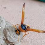Stocking the larder of the Mud Wasp (Eumenes latreilli), Alice Springs, NT