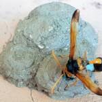Stocking the larder of the Mud Wasp (Eumenes latreilli), Alice Springs, NT