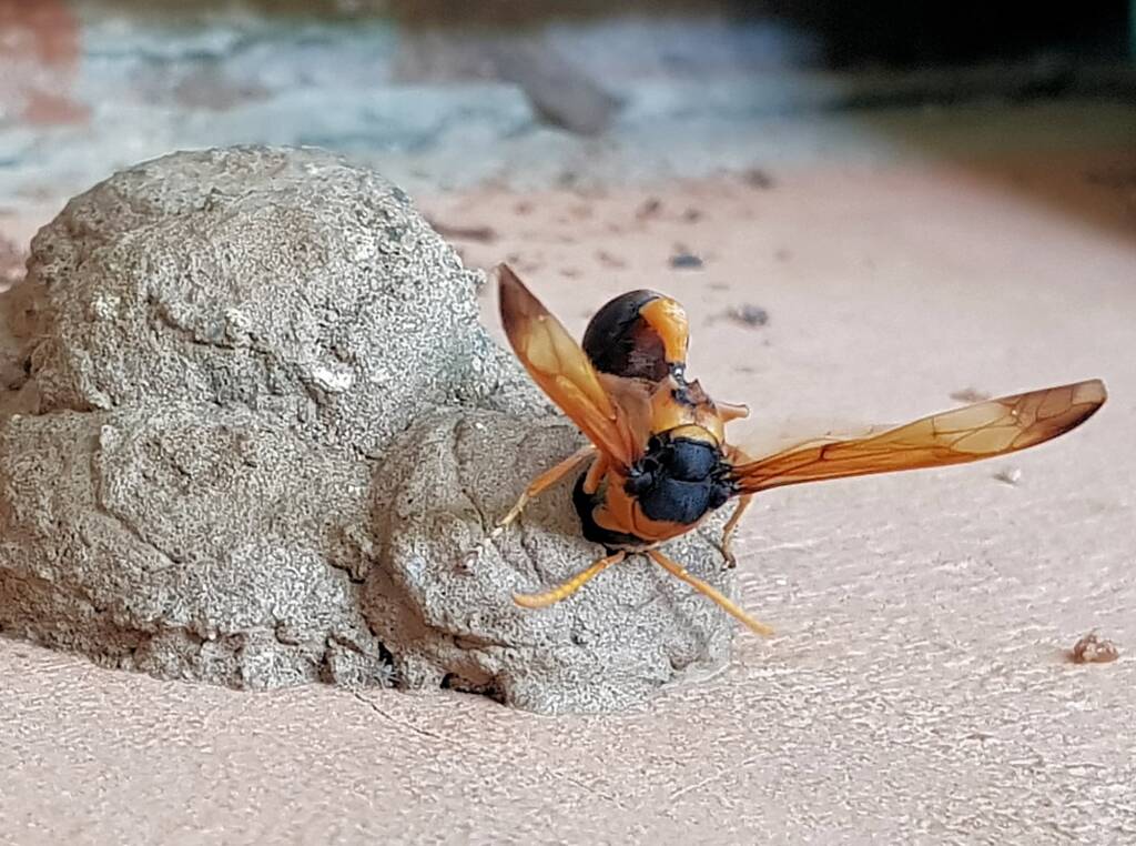Stocking the larder of the Mud Wasp (Eumenes latreilli), Alice Springs, NT