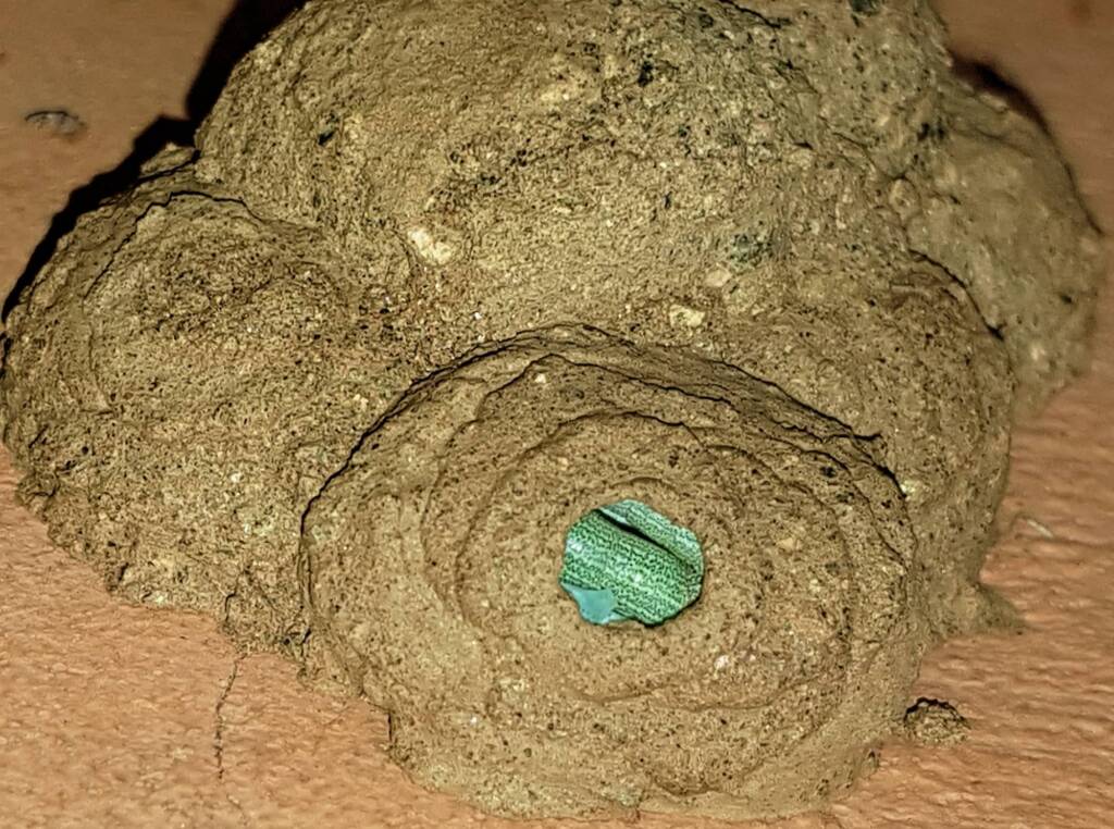 Stocking the larder of the Mud Wasp (Eumenes latreilli), Alice Springs, NT