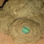 Stocking the larder of the Mud Wasp (Eumenes latreilli), Alice Springs, NT