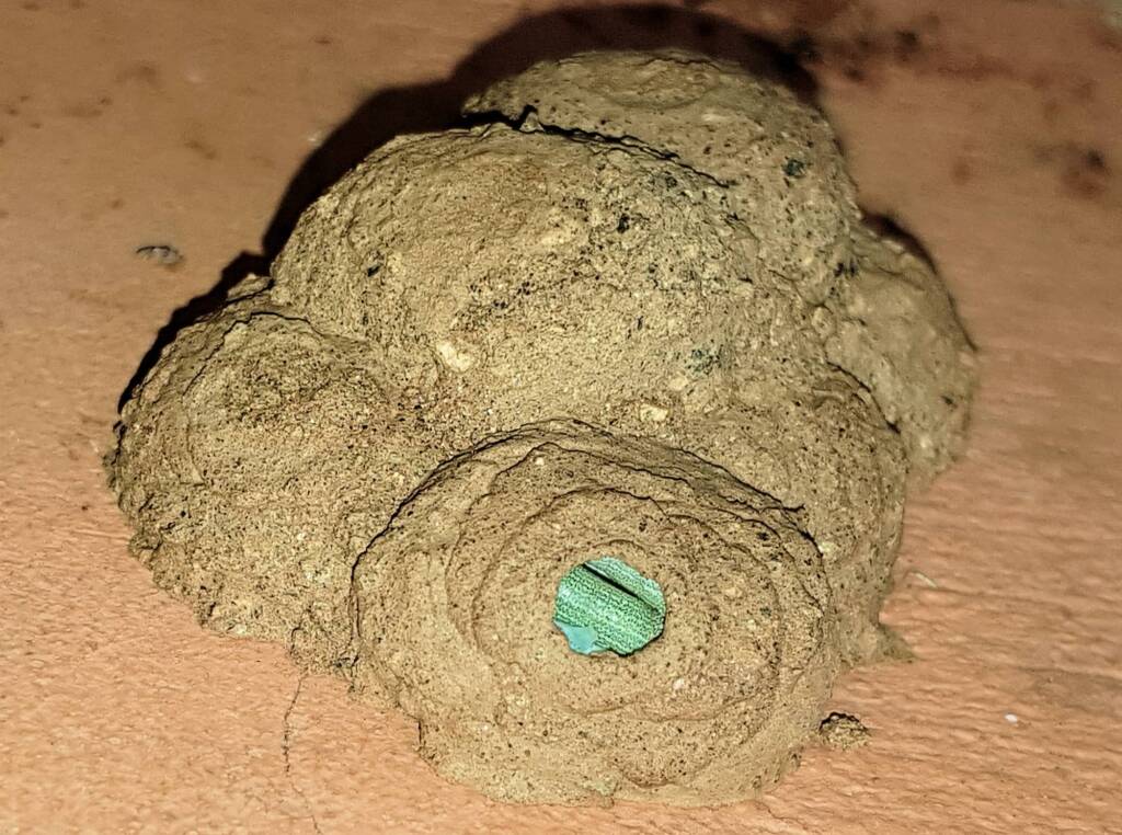 Stocking the larder of the Mud Wasp (Eumenes latreilli), Alice Springs, NT