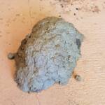 The sealed cell of the of the mud nest of the Mud Wasp (Delta latreillei formerly Eumenes latreilli), Alice Springs, NT