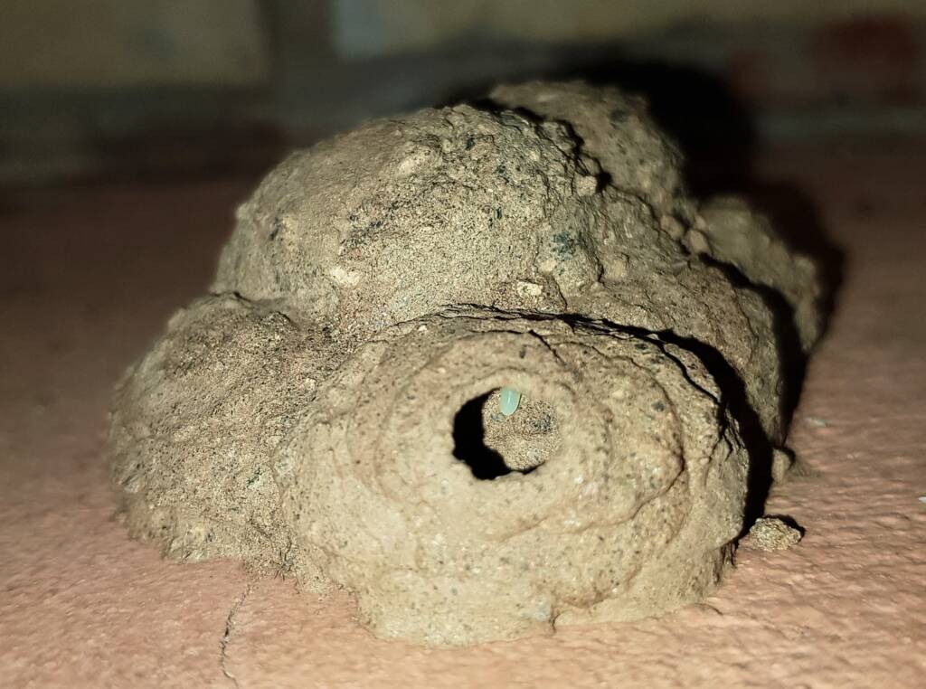 Peek look at the larva in the mud nest of the Mud Wasp (Eumenes latreilli), Alice Springs, NT