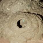 Peek look at the larva in the mud nest of the Mud Wasp (Eumenes latreilli), Alice Springs, NT